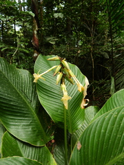 Goeppertia elliptica