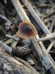 Conocybe
