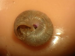 Strobilops labyrinthicus