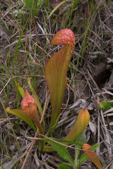 Sarracenia psittacina