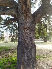 Quercus suber