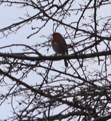 Erithacus rubecula