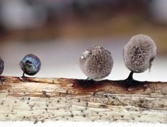 Lamproderma splendens