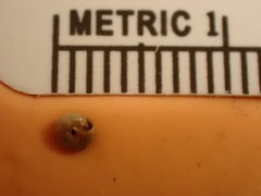 Strobilops labyrinthicus