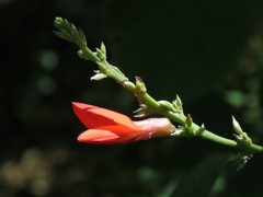 Camptosema rubicundum