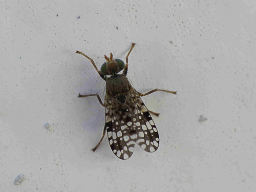 Tephritis nigricauda · iNaturalist