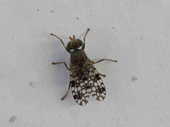 Tephritis nigricauda