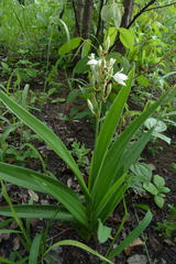 Chlorophytum tuberosum