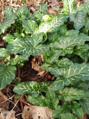 Arum italicum