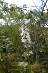 Chlorophytum colubrinum