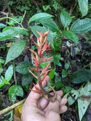 Coccineorchis