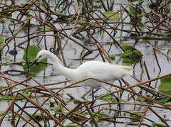 Egretta garzetta