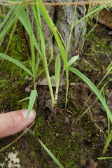 Chlorophytum colubrinum