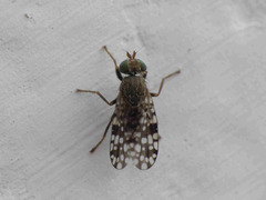 Tephritis nigricauda