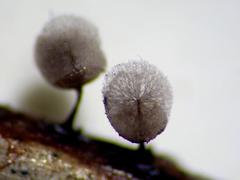 Lamproderma splendens