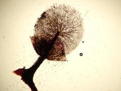 Lamproderma splendens