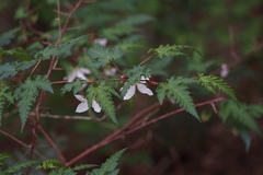 Rubus palmatus