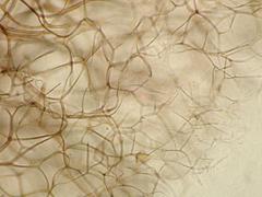 Lamproderma splendens