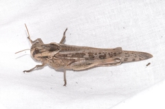 Locusta migratoria cinerascens