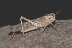 Locusta migratoria cinerascens