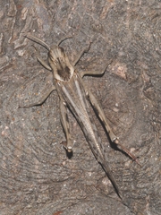 Locusta migratoria cinerascens