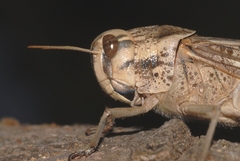Locusta migratoria cinerascens