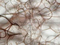 Lamproderma splendens