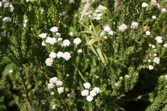 Phylica purpurea