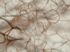 Lamproderma splendens