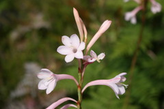 Watsonia knysnana