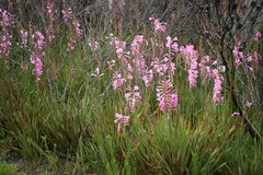 Watsonia knysnana