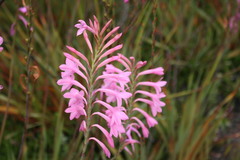 Watsonia knysnana