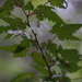 Rubus palmatus - Photo (c) harum.koh,  זכויות יוצרים חלקיות (CC BY-SA), הועלה על ידי harum.koh