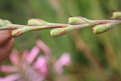 Watsonia knysnana