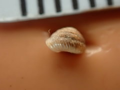 Strobilops labyrinthicus