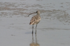 Numenius madagascariensis