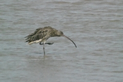 Numenius madagascariensis