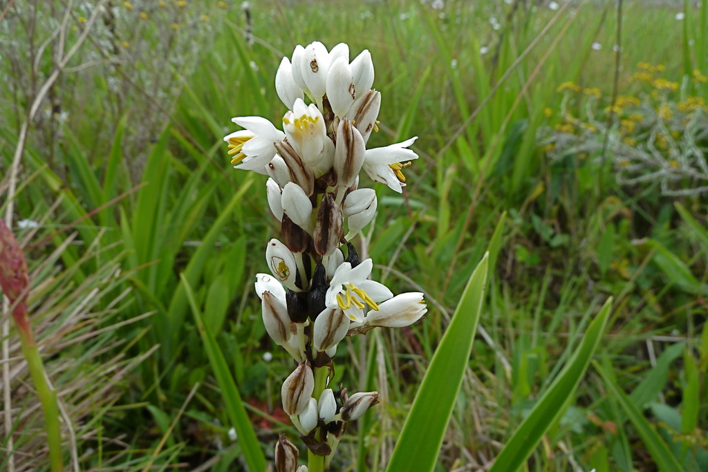 Chlorophytum cameronii