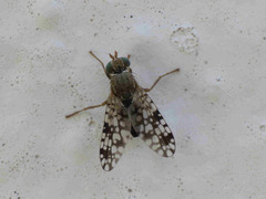 Tephritis nigricauda