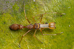 Myrmaplata plataleoides