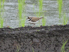Charadrius dubius