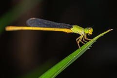 Ceriagrion coromandelianum