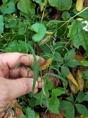 Muhlenbergia sylvatica
