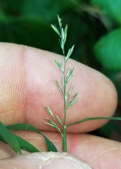 Muhlenbergia sylvatica