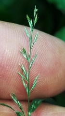 Muhlenbergia sylvatica