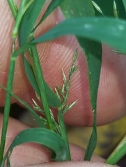 Muhlenbergia sylvatica