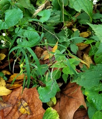 Muhlenbergia sylvatica