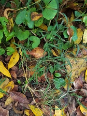 Muhlenbergia sylvatica