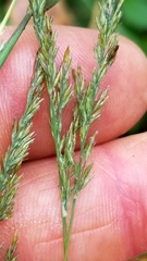 Muhlenbergia sylvatica