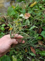 Muhlenbergia sylvatica